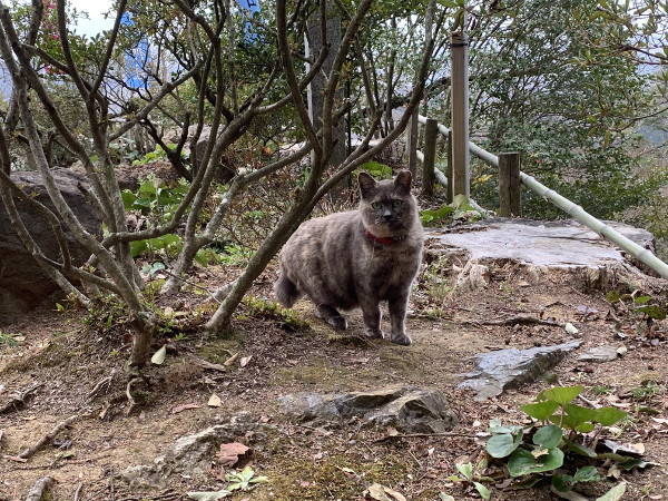 栃木佐野】唐沢山神社。唐沢山山頂にある猫のいる神社 - 隊長が 